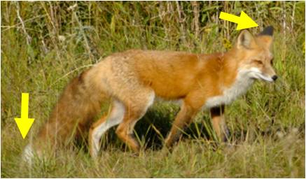 fox red tail tipped difference between tell ears efforts conservation improve action take help sacramento notice valley