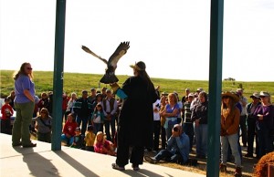 Swainson's hawk presentation