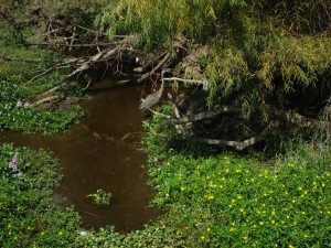 A Great Blue Heron, if you look closely you might be able to see a turtle in that water...