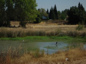 Crane & Great Blue Heron  on Laguna Creek